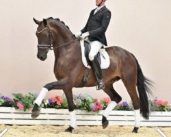 dressage horse Dantino Grande (Oldenburg, 2016, from Dante Weltino Old)