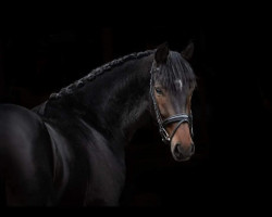 dressage horse Ludacris R (Oldenburg, 2020, from La Vie)