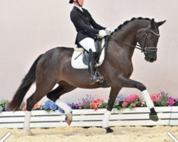 dressage horse Superb 4 (Oldenburg, 2018, from Secret)