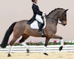 dressage horse Fürstenkrone OLD (Oldenburg, 2012, from Fürst Fugger)