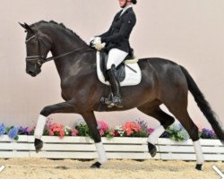 dressage horse Unchained 3 (Oldenburg, 2017, from Asgard's Ibiza)