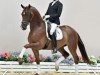 dressage horse Top Scorer (Oldenburg, 2016, from Top Gear)