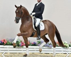 dressage horse Top Scorer (Oldenburg, 2016, from Top Gear)