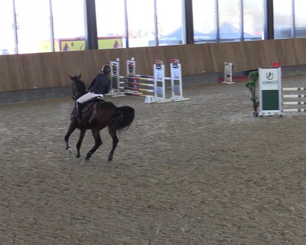 Reitturnier Zwickau 2024