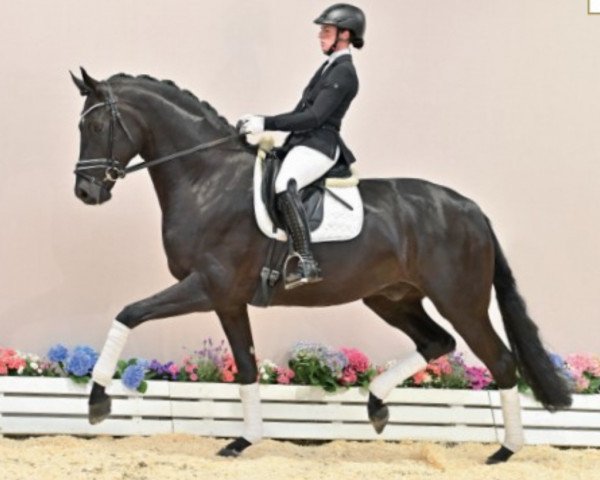 dressage horse Faberge 72 (Oldenburg, 2018, from Fürstenball)