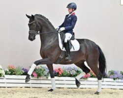 dressage horse Borchardts (Oldenburg, 2017, from Bordeaux 28)