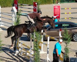 horse Power Boy B Z (Zangersheide riding horse, 2000, from Poor Boy)