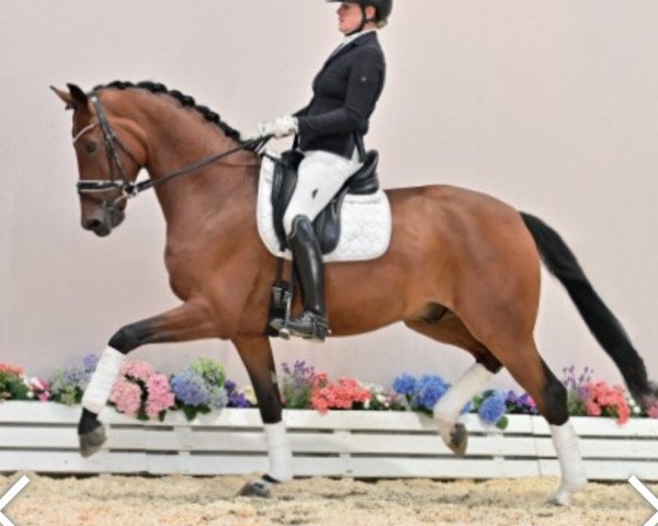 dressage horse Duke of Nymphenburg (Oldenburg, 2016, from Destano)