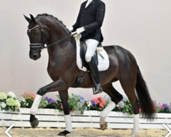 dressage horse Follow my Dream (Oldenburg, 2018, from Finest Selection OLD)