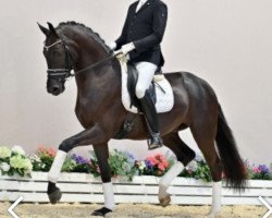 dressage horse Follow my Dream (Oldenburg, 2018, from Finest Selection OLD)