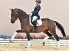 dressage horse Save the last dance GT (Oldenburg, 2018, from Secret)