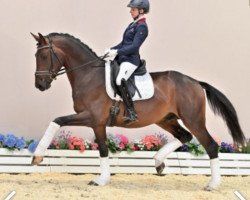 dressage horse Save the last dance GT (Oldenburg, 2018, from Secret)