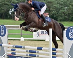 jumper Jelly Bean B (Oldenburg show jumper, 2017, from Voltanos)