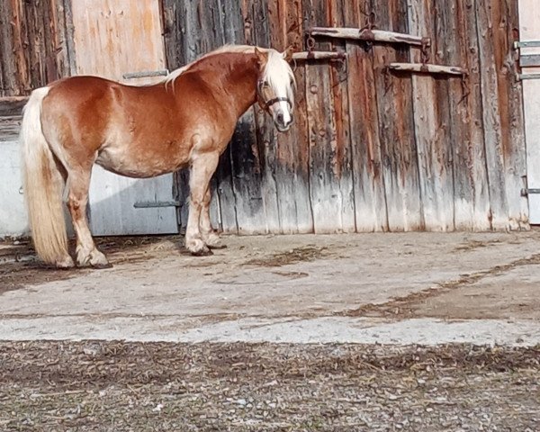 broodmare Kira (9,375% ox) (Edelbluthaflinger, 2010, from Special-Gold (6,25% ox))