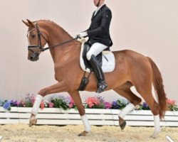 dressage horse Senorita (Oldenburg, 2017, from Sezuan)