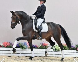 dressage horse Mentalist Gt (Oldenburg, 2018, from E.H. Millennium)