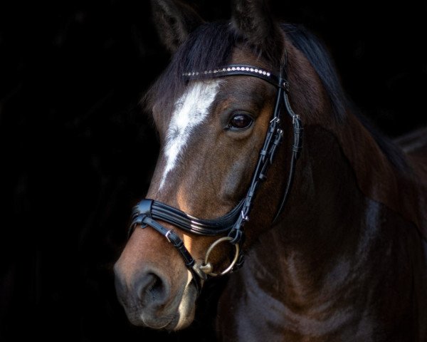 dressage horse Marie (New Forest Pony, 2012, from Kantje's Zappa)