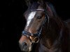 dressage horse Marie (New Forest Pony, 2012, from Kantje's Zappa)