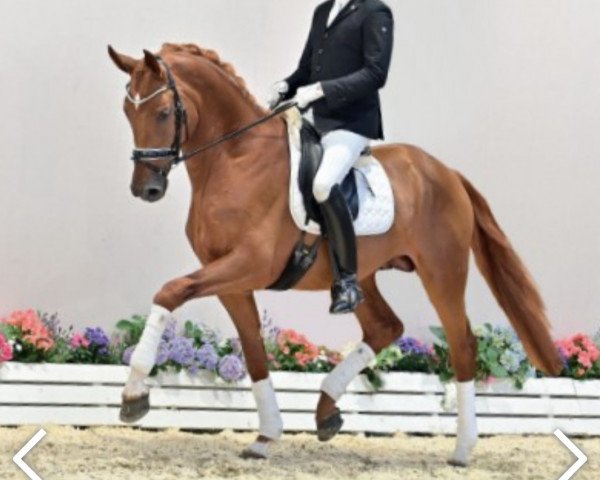 dressage horse Fiffikus (Oldenburg, 2017, from Fürst Jazz)