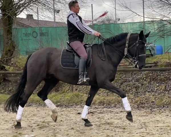 Zuchtstute Happy (Deutsches Sportpferd, 2014, von Black Ruby)