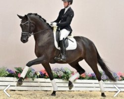 broodmare Filia de Riverbank 3170 FIN (Oldenburg, 2015, from Finest)