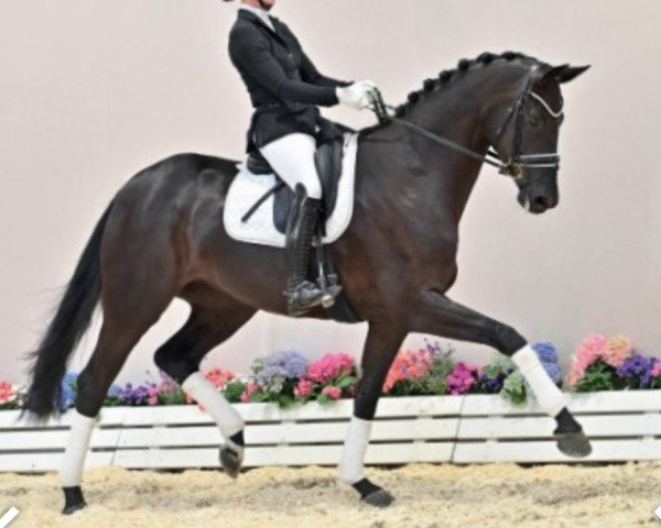 dressage horse Flow (Oldenburg, 2017, from Fürst Wilhelm)