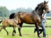 broodmare Weissena' s Diva (Oldenburg, 2008, from Don Romantic)