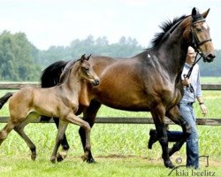 broodmare Weissena' s Diva (Oldenburg, 2008, from Don Romantic)