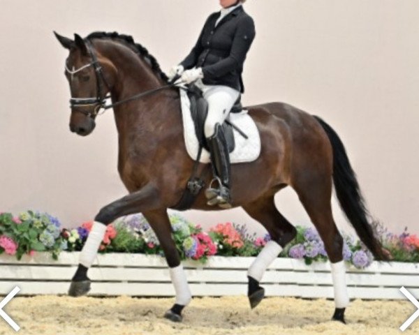 dressage horse Diane GT (Oldenburg, 2017, from San Amour I)