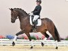 dressage horse Final Touch (Oldenburg, 2018, from Fantastic)