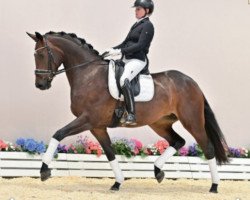 dressage horse Final Touch (Oldenburg, 2018, from Fantastic)