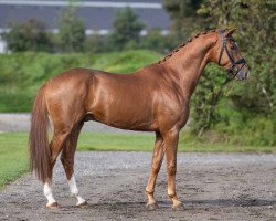 dressage horse Zenobio (Westphalian, 2019, from Zack)