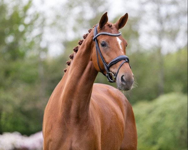 dressage horse Theresa (Danish Warmblood, 2019, from Springbank II Vh)