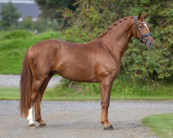 dressage horse Sir London (Oldenburg, 2020, from So Unique)