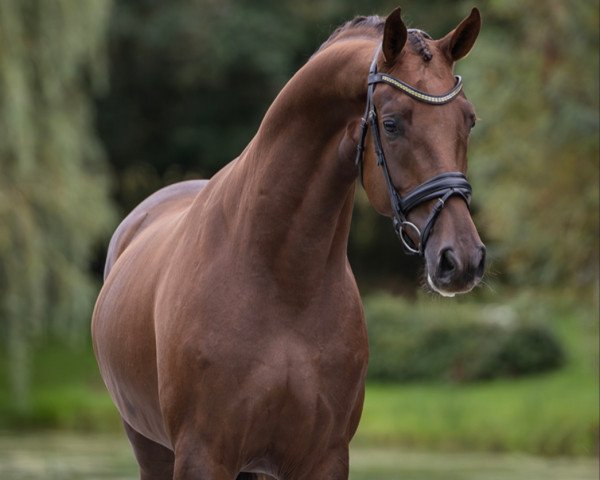 dressage horse Salinero (Hanoverian, 2019, from Springbank II VH)