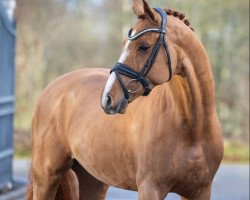 horse Fleige's Zaphyr (Westfale, 2018, from Zoom)