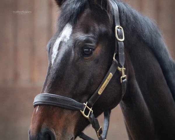 Springpferd Caracas Dk (Slowakisches Warmblut, 2015)