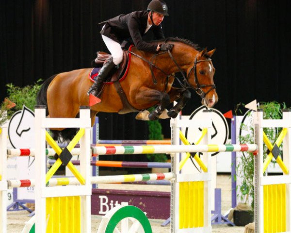 stallion Zavall VDL (KWPN (Royal Dutch Sporthorse), 2004, from Casall Ask)