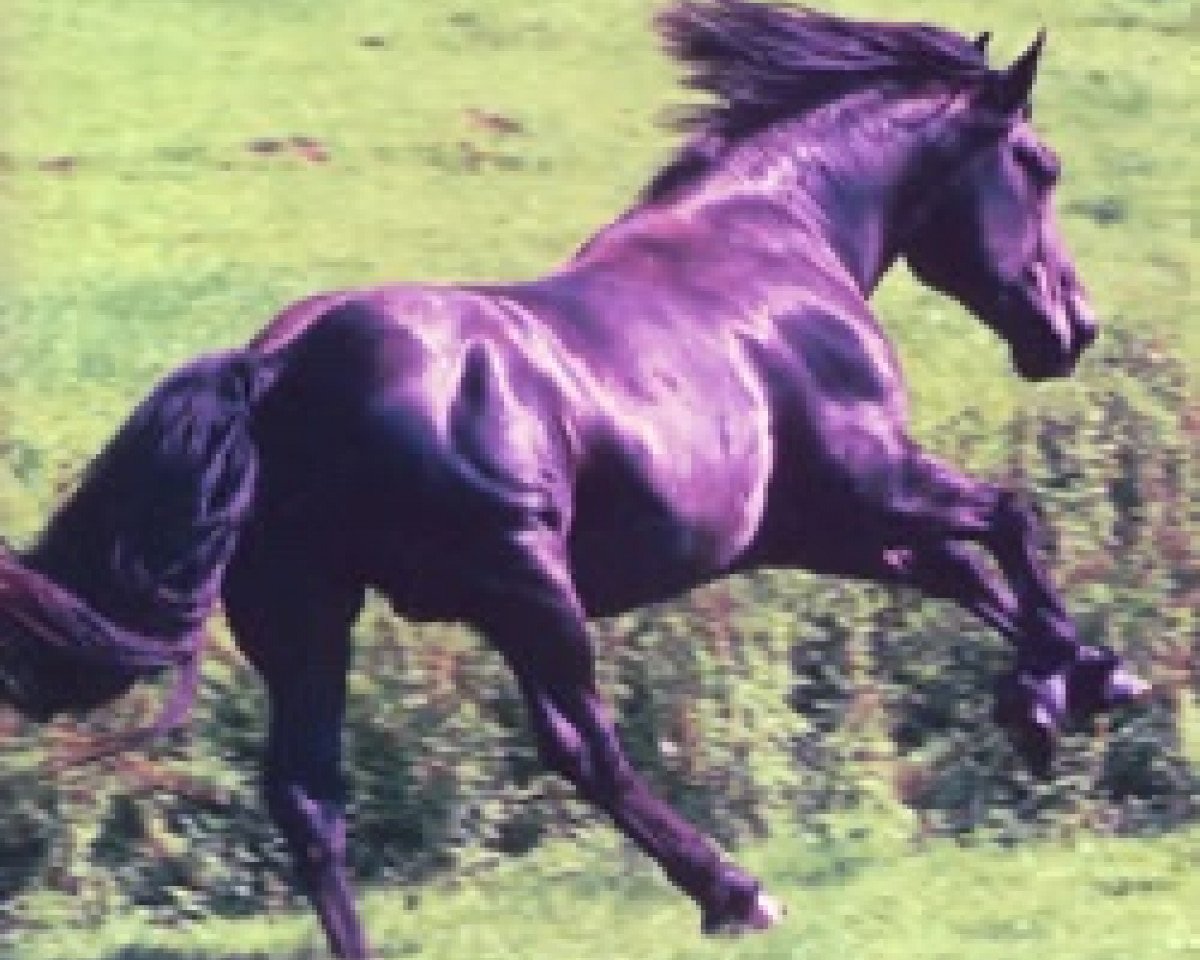 stallion Dubh Fhoilean of Donegal (Irish Draft Horse, 1994, from Blue Rajah)