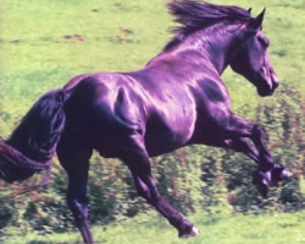 Deckhengst Dubh Fhoilean of Donegal (Irish Draught Horse, 1994, von Blue Rajah)