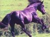 Deckhengst Dubh Fhoilean of Donegal (Irish Draught Horse, 1994, von Blue Rajah)