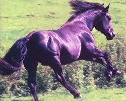 Deckhengst Dubh Fhoilean of Donegal (Irish Draught Horse, 1994, von Blue Rajah)