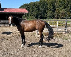 jumper Livy BR (German Sport Horse, 2021, from Vingino)