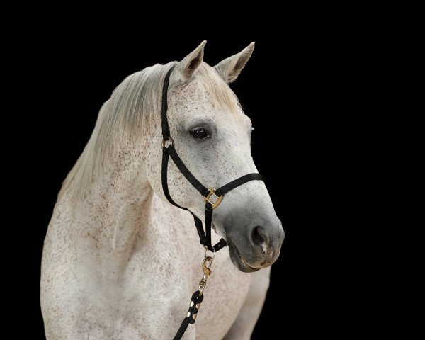 horse Rubin (Trakehner, 2004, from Waitaki 31)