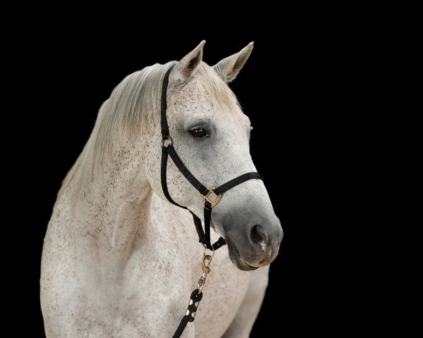 horse Rubin (Trakehner, 2005, from Waitaki 31)