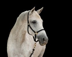 Pferd Rubin (Trakehner, 2005, von Waitaki 31)