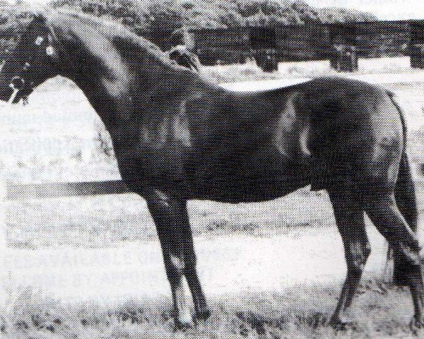 Pferd Cusop Rebate (British Riding Pony, 1978, von Roygrand xx)