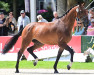 broodmare Apardi's Contendra (Oldenburg show jumper, 2019, from Apardi)