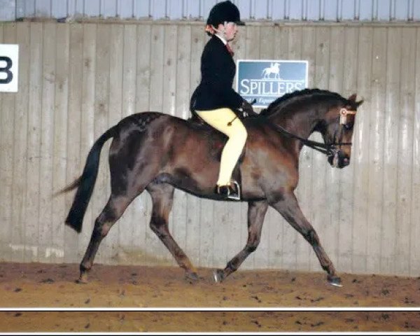 Pferd Kelsborrow Chauvinist (British Riding Pony, 1992, von Cusop Rebate)