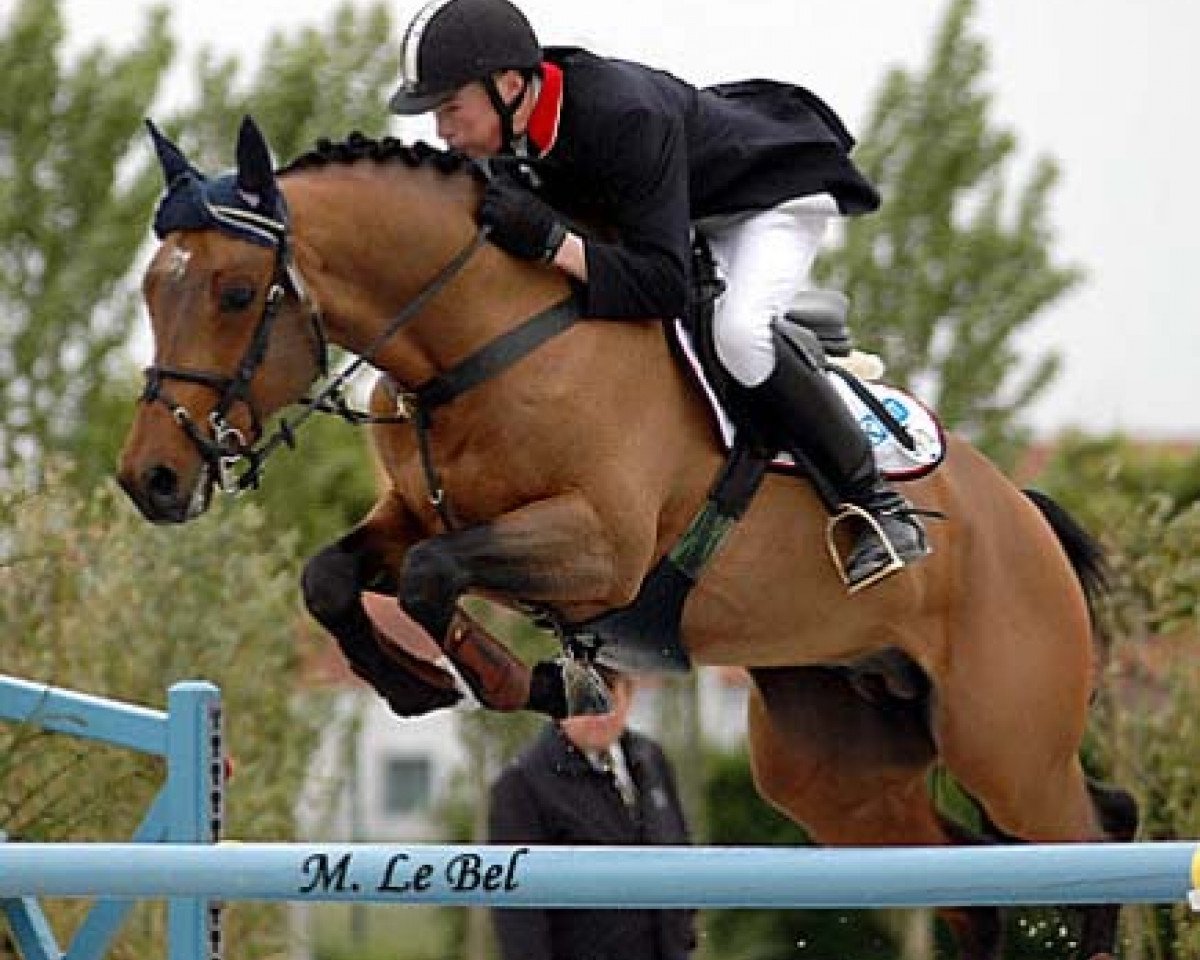 Pferd Indien de Here (Anglo-Araber, 1996, von Osier du Maury AA)